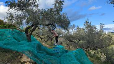 Eine Person steht auf einer kleinen Leiter unter einem Olivenbaum und erntet Oliven. Grüne Netze sind auf dem Boden ausgebreitet, umgeben von weiteren Olivenbäumen, unter einem blauen Himmel.