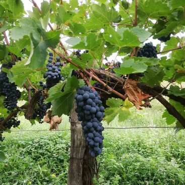 A imagem mostra uma cena exuberante de um vinhedo, com uma videira com cachos de uvas roxas escuras e folhas verdes vibrantes, em um sereno cenário gramado.