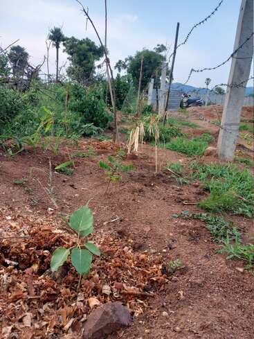 Uma muda jovem é plantada em um solo com cobertura de madeira. A área ao redor tem várias plantas, árvores, cerca de arame farpado, postes e uma motocicleta estacionada. O céu está limpo.