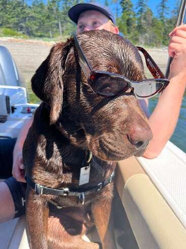 Das Bild zeigt einen braunen Hund mit Sonnenbrille, der an einem sonnigen Tag in der Nähe eines Gewässers auf einem Boot sitzt und von einem Menschen in den Arm genommen wird.
