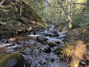Ein ruhiger Waldbach fließt sanft über moosbewachsene Felsen, umgeben von hohen Bäumen und üppigem Grün. Das Sonnenlicht fällt durch die Bäume und schafft eine friedliche, natürliche Szenerie.