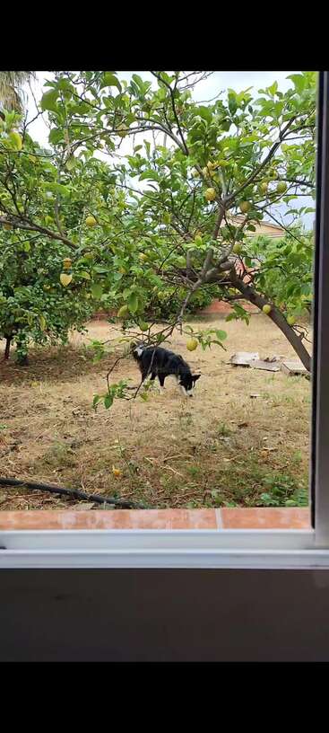 The image depicts a serene scene of a tree with lush green leaves, set against a backdrop of a clear blue sky, evoking a sense of peace and tranquility.