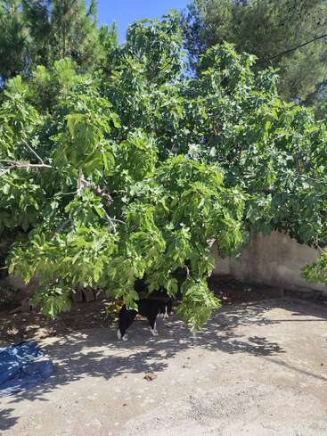 The image depicts a serene scene of a black and white cat standing beneath a lush fig tree, surrounded by a concrete wall and a clear blue sky.