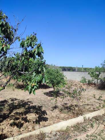 The image depicts a dry, sandy area with sparse vegetation, including a tree with green leaves, set against a clear blue sky and a distant concrete wall.