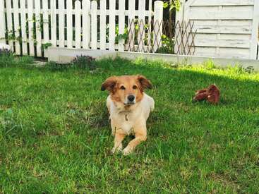 Ein brauner Hund mit weißer Brust liegt auf grünem Gras in einem Garten, neben einem weißen Lattenzaun und einem braunen Stofftier. Ein sonniger Tag.
