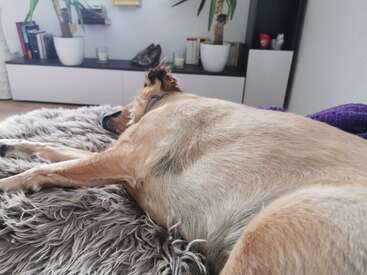 Ein hellbrauner Hund liegt gemütlich auf einer flauschigen grauen Decke in einem Haus. Bücher, Topfpflanzen und Kerzen schmücken das Regal im Hintergrund.