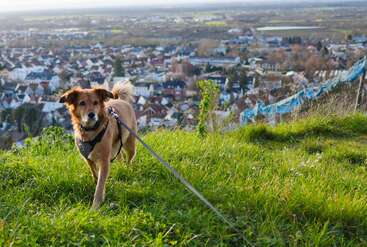 Ein brauner Hund an der Leine steht auf einem grasbewachsenen Hügel und überblickt eine Stadt. Im Hintergrund sind viele Häuser, Gebäude und eine weitläufige Landschaft zu sehen.