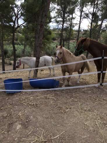 Das Bild zeigt drei Pferde in einem eingezäunten Bereich, mit zwei blauen Eimern auf dem Boden und Bäumen um sie herum. Die Pferde tragen bunte Halfter.