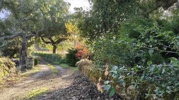 Un sendero de tierra bañado por el sol serpentea a través de un frondoso jardín, flanqueado por muros de piedra, un follaje de un verde intenso, flores en plena floración y coloridos árboles otoñales bajo imponentes robles.