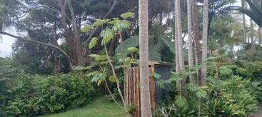Exuberante escena de jardín con altas palmeras, un pequeño cobertizo de madera y metal, plantas tropicales, hierba verde y denso follaje bajo un cielo nublado. Ambiente apacible.