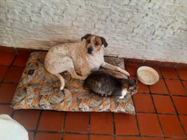 Un chien et un chat partagent un coussin à motifs posé sur un sol carrelé, près d'un mur de briques blanches. Un bol d'eau vide se trouve à proximité, témoignant de leur complicité.