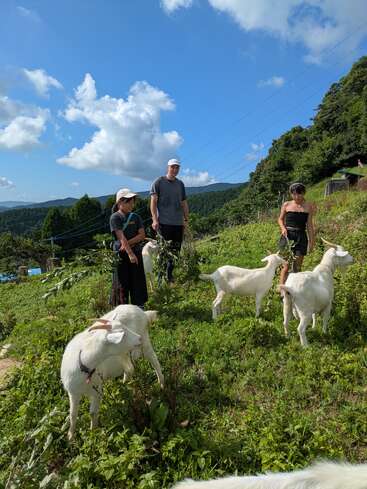 Three people stand on a sunny, grassy hillside surrounded by white goats. Blue sky, fluffy clouds, and green mountains create a serene, picturesque outdoor scene.