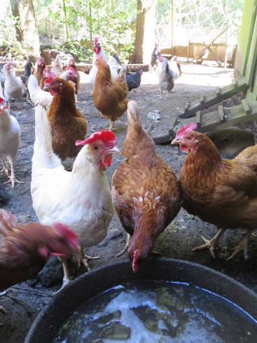 A group of brown and white chickens gather around an outdoor water container, drinking and pecking, while more chickens roam freely in a sunny, shaded yard.