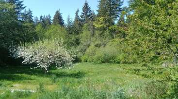A lush green meadow bathed in sunlight, featuring a blooming white-flowered tree. Dense forest and tall evergreens surround the clearing, creating a peaceful, natural scene.