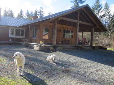 A cozy wooden cabin with a veranda stands amidst trees. Two white dogs relax on the gravel driveway, enjoying the sunlight on a peaceful day.
