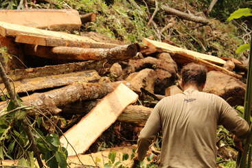 Ein Mann in einem beigen Hemd steht in einem Wald vor gefällten Bäumen und Holzbrettern, umgeben von Grün und Abfällen aus der Holzfällerei.