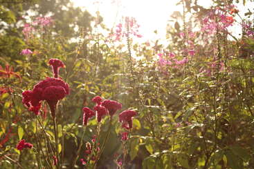 Sonnenlicht fällt durch einen üppigen Garten und taucht die leuchtend roten und rosa Blumen in ein warmes Licht. Grüne Blätter und sanftes Licht schaffen eine ruhige, warme und friedliche Atmosphäre voller natürlicher Schönheit.