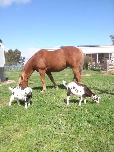 A brown horse and two small black-and-white goats graze on green grass in a sunny field. A building and trees are visible in the background.