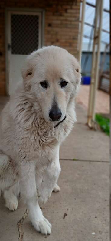 A large, fluffy white dog is sitting on a concrete surface, looking sad or thoughtful. A brick wall and a metal door appear in the background.