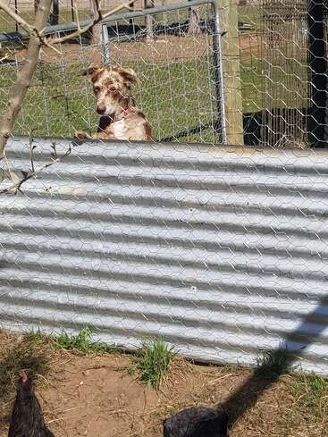 A brown and white dog looks over a corrugated metal and wire fence. Two black chickens are walking in the dirt and grass nearby outside the enclosure.