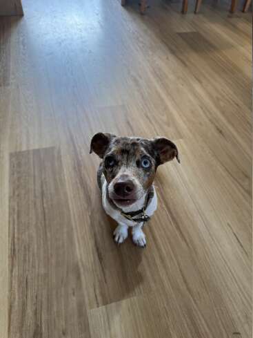 A small dog with a unique coat pattern and striking blue eyes sits on a wooden floor, looking up adorably, waiting for attention or a treat.