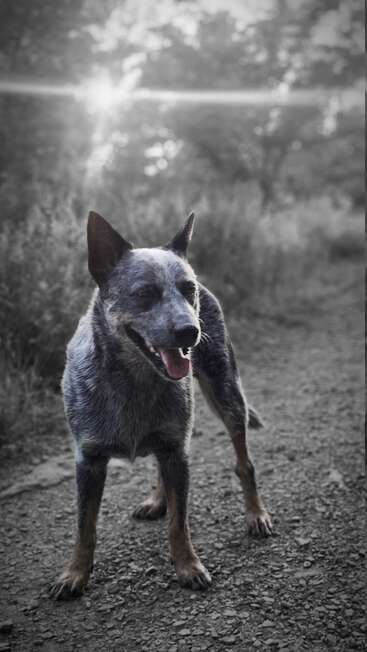 Un alegre perro boyero australiano está de pie en un camino de grava, con la lengua fuera. El sol brilla entre los árboles, creando una serena atmósfera de bosque en blanco y negro.