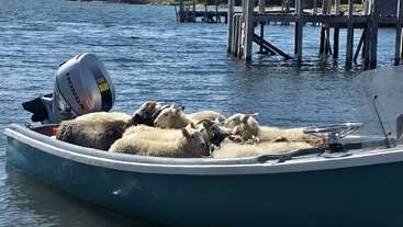 Una pequeña lancha flota en el agua, atestada de varias ovejas. El día soleado resalta sus lanudos pelajes. Al fondo se ve un muelle de madera.