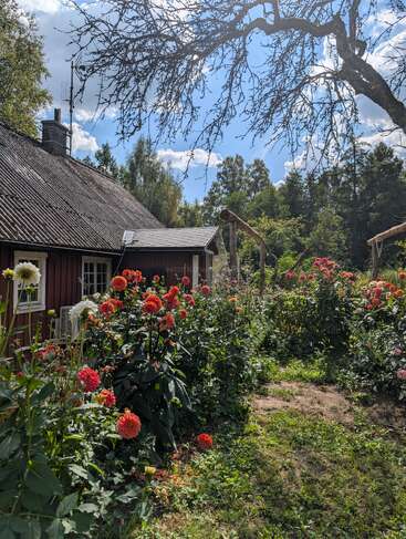Uma cabana de madeira rústica cercada por flores exuberantes e vegetação. Flores brilhantes de dália se erguem sob um céu azul ensolarado com nuvens espalhadas. Jardim tranquilo.