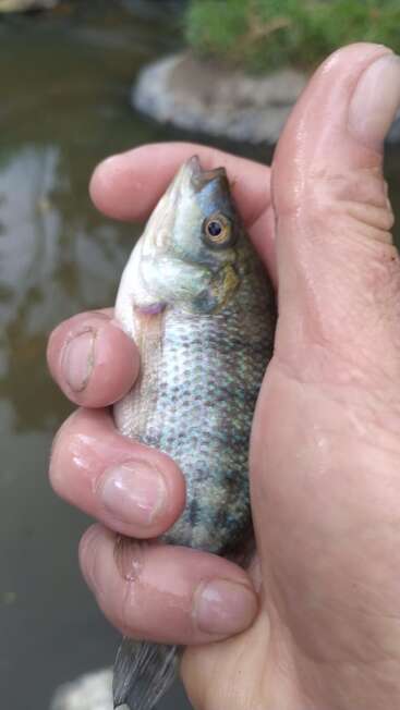 A close-up photo of a hand holding a small fish tightly, near a body of water. The fish has shiny scales and a slightly curved mouth.
