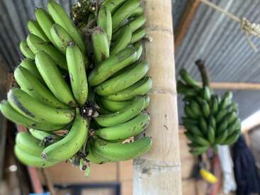 Large clusters of unripe green bananas hang from bamboo poles inside a rustic, open-air shelter with a corrugated metal roof. Natural light softly illuminates the scene.