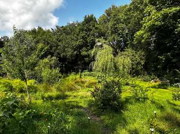 Ein üppiger grüner Garten unter einem teilweise bewölkten Himmel mit verschiedenen Pflanzen, kleinen Sträuchern, einer Trauerweide und hohen Bäumen im Hintergrund, beleuchtet vom Sonnenlicht.