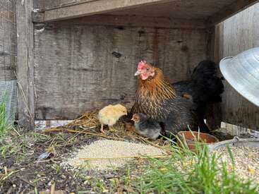 Eine Henne sitzt beschützend in einem Holzstall mit zwei winzigen Küken, einem gelben und einem braunen, umgeben von Stroh, Futter und grünem Gras draußen.