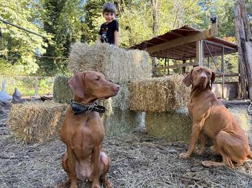 Ein kleines Kind sitzt draußen auf gestapelten Heuballen, während zwei braune Hunde davor sitzen. Im Hintergrund sind Hühner zu sehen. Es wirkt friedlich und ländlich.