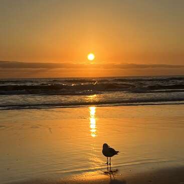 A golden sunset casts warm light over the ocean waves. A solitary seagull stands on the wet sand, peacefully reflecting in the tranquil, glowing scene.
