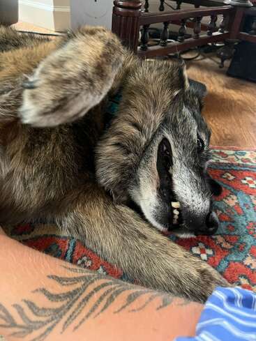 Ein verspielter Hund liegt auf einem bunt gemusterten Teppich und zeigt seine Zähne mit einem fröhlichen Knurren. Ein tätowierter Arm und gestreifte Kleidung sind in der Nähe zu sehen.