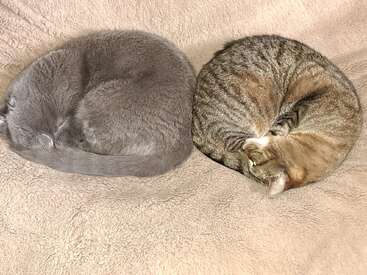 Zwei Katzen, eine graue und eine gestromte, liegen zusammengerollt nebeneinander und schlafen friedlich auf einer weichen beigen Decke, die an zwei gemütliche Kreise erinnert.