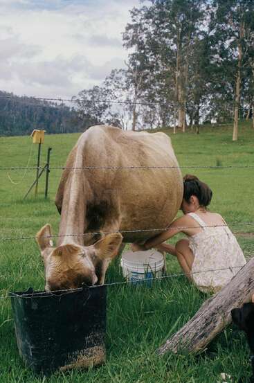A woman in a light dress milks a cow on green grass, while the cow eats from a black bucket in a peaceful rural setting.