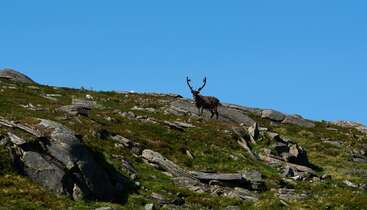 A lone reindeer stands proudly on a rocky hillside, surrounded by scattered grass and stones, under a clear vibrant blue sky, embodying wilderness and solitude.