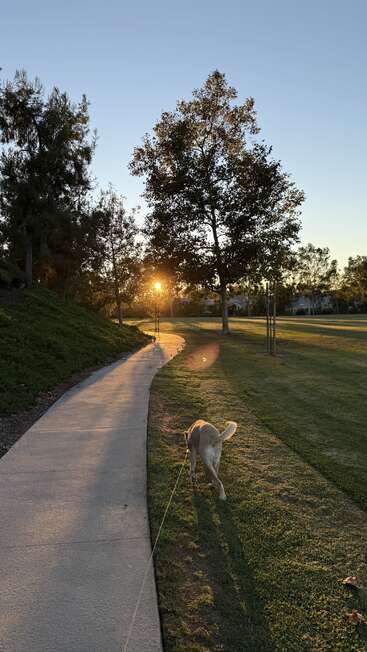 Ein Hund an der Leine läuft bei Sonnenuntergang einen Parkweg entlang. Die Bäume werfen lange Schatten, und der Himmel ist klar, was eine friedliche Atmosphäre schafft.