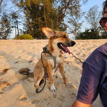 The image depicts a dog sitting on a sandy beach, wearing a harness and leash, with a person\'s arm visible in the foreground.