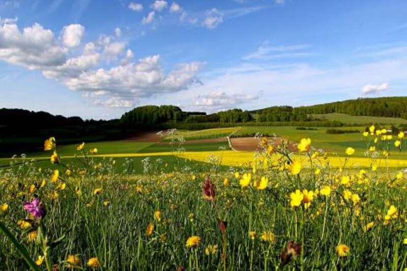 Das Bild zeigt eine heitere Landschaft mit einem Feld voller leuchtend gelber Blumen, einem blauen Himmel mit weißen Wolken und einer entfernten Baumreihe an einem hellen, sonnigen Tag.