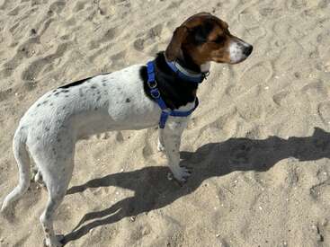 A white and brown dog with black spots and a blue harness stands on sandy ground, casting a shadow and enjoying the sunshine with eyes almost closed.