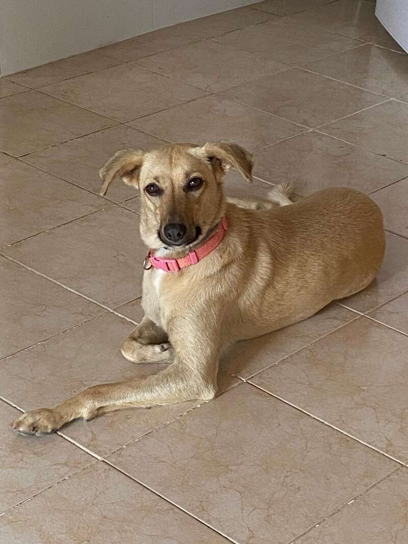 A light brown dog with a pink collar is lying on a tiled floor. The dog looks relaxed and alert, gazing calmly at the camera.