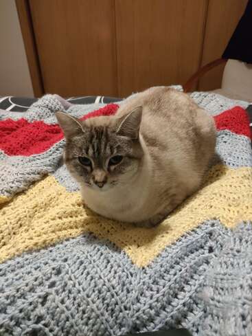 A light brown and gray cat is comfortably sitting on a colorful knitted blanket with yellow, red, and blue zigzag patterns, on a cozy bed indoors.