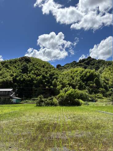 Ein saftig grünes Reisfeld erstreckt sich unter bewaldeten Hügeln. Ein kleines Haus steht ruhig am Rande. Flauschige weiße Wolken schweben am strahlend blauen Himmel.