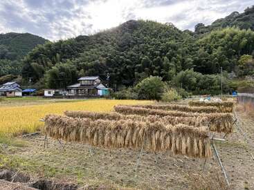 Golden rice stalks hang to dry on racks in a rural field, surrounded by lush green hills and traditional Japanese houses under a partly cloudy sky.