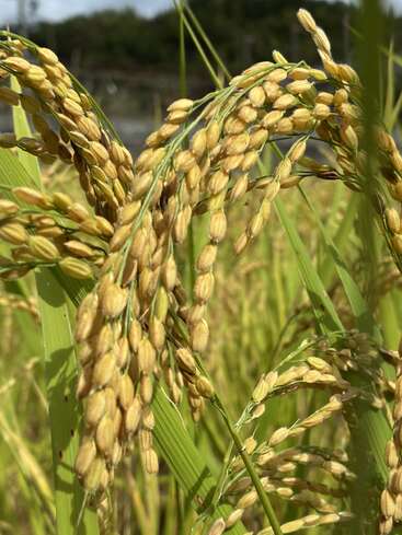 Golden rice plants with mature grains hang heavily on green stalks in a sunlit field, ready for harvest, with a blurred background and vibrant colors.