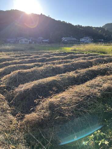Late afternoon sunlight bathes a rural field with rows of dried grass. In the background, traditional houses sit beneath a forested hillside, radiating peaceful countryside charm.