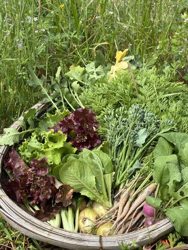 Ein großer Korb ist mit frisch geerntetem Gemüse gefüllt, darunter Salat, Zwiebeln, Karotten, Radieschen und Blattgemüse, umgeben von hohem Wildgras und Blumen.