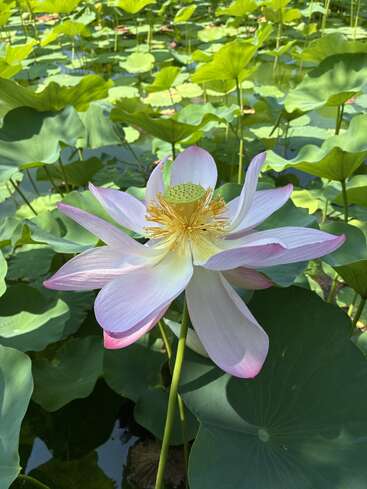 Eine wunderschöne weiß-rosa Lotusblüte blüht über breiten grünen Blättern in einem sonnigen Teich, umgeben von anderen üppigen Lotuspflanzen und ruhigem Wasser.